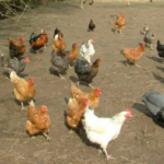 A Poultry-Yard for Beginners